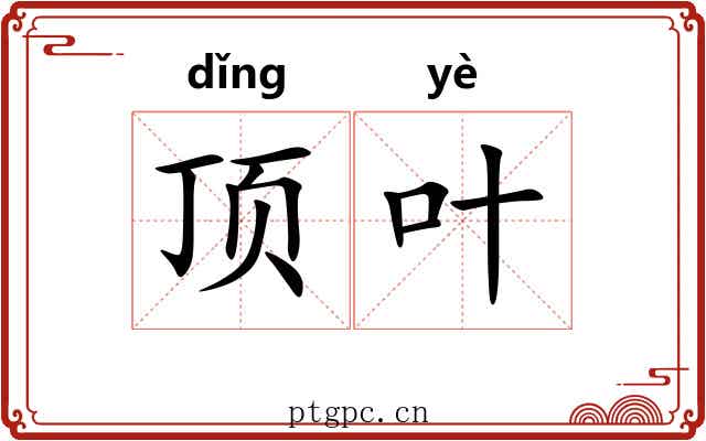 顶叶 顶叶