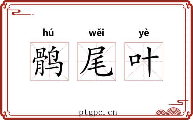 鹘尾叶 鹘尾叶