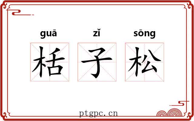 栝子松 栝子松