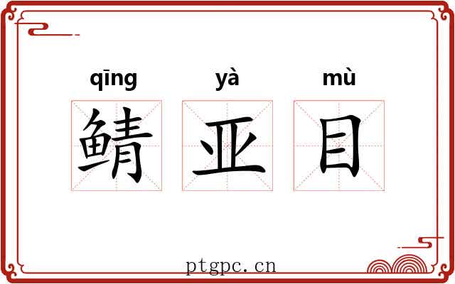 鲭亚目 鲭亚目