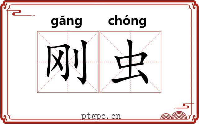 刚虫