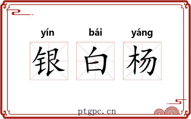 银白杨