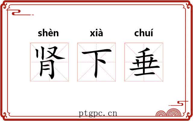 肾下垂