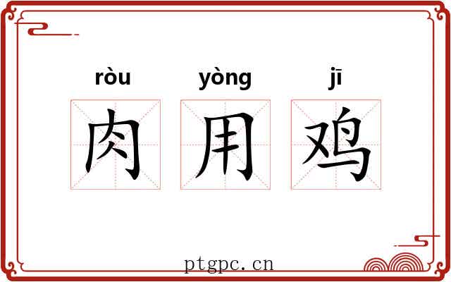 肉用鸡