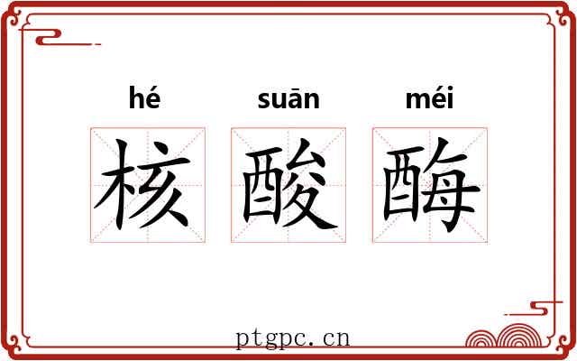 核酸酶 核酸酶