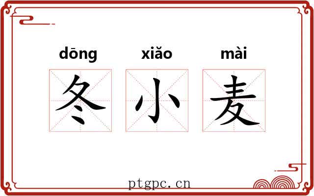 冬小麦