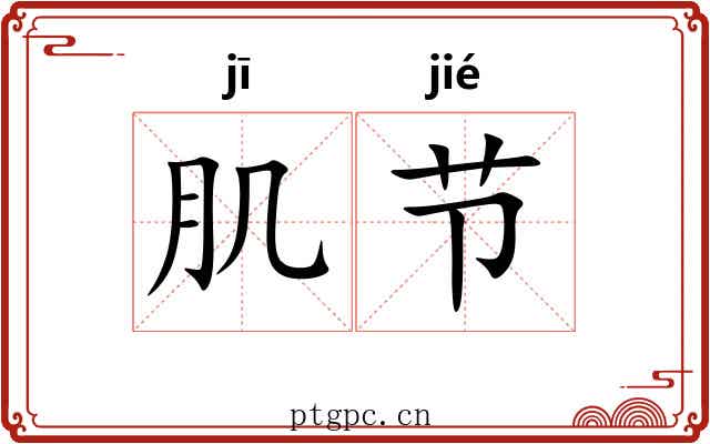 肌节 肌节