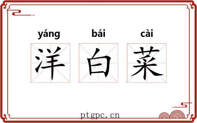 洋白菜 洋白菜