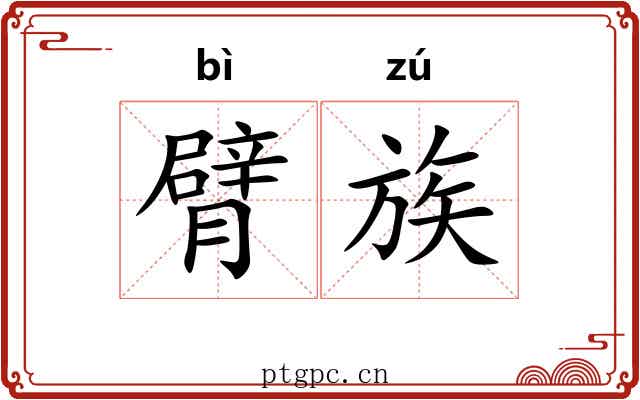 臂族