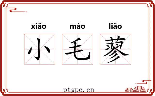 小毛蓼 小毛蓼