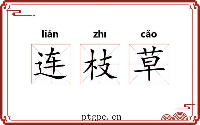 连枝草