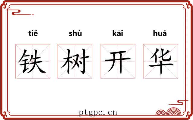 铁树开华 铁树开华