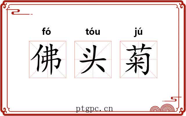 佛头菊 佛头菊