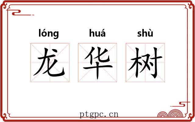 龙华树 龙华树