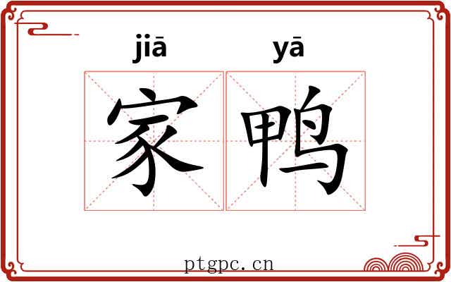 家鸭 家鸭