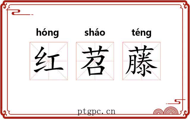 红苕藤 红苕藤