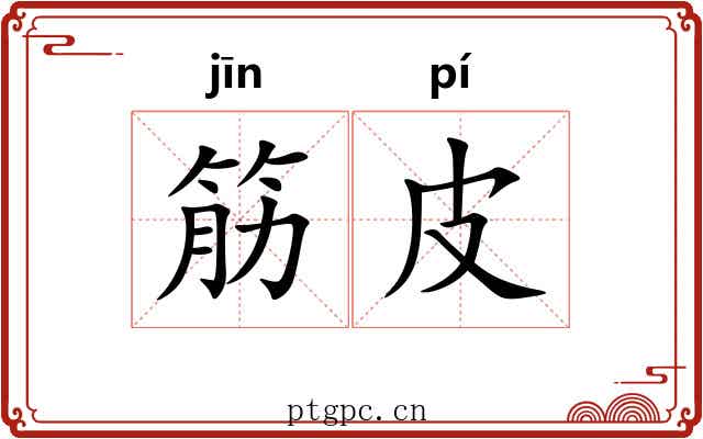 筋皮