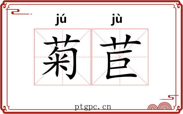 菊苣