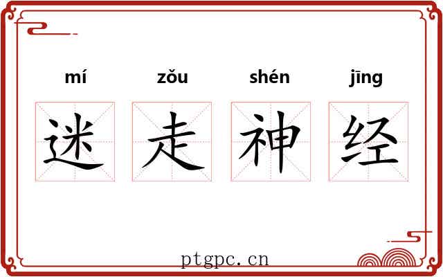 迷走神经