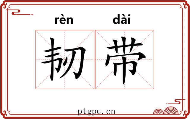 韧带 韧带