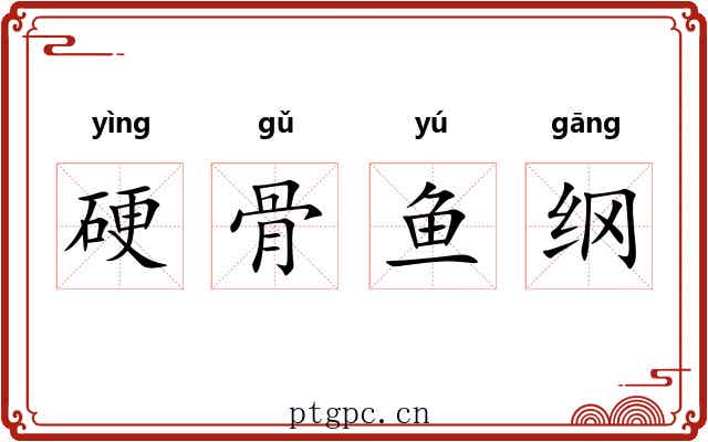 硬骨鱼纲