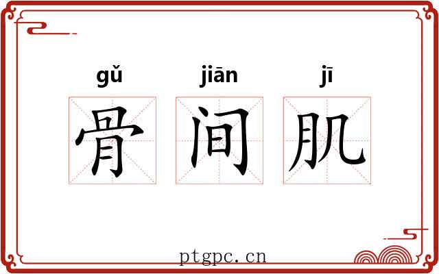 骨间肌 骨间肌