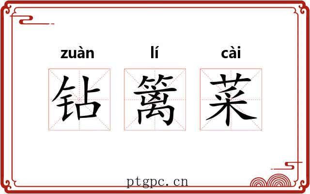 钻篱菜
