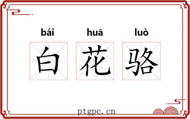 白花骆 白花骆