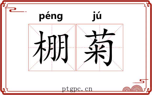 棚菊