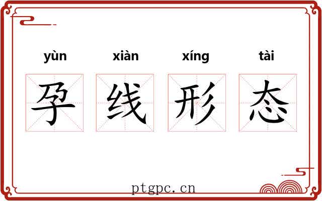 孕线形态 孕线形态