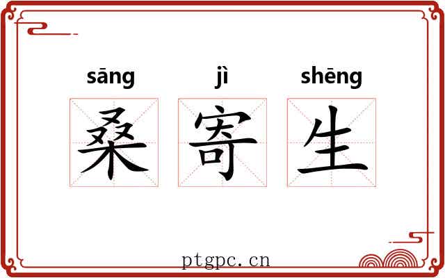 桑寄生 桑寄生