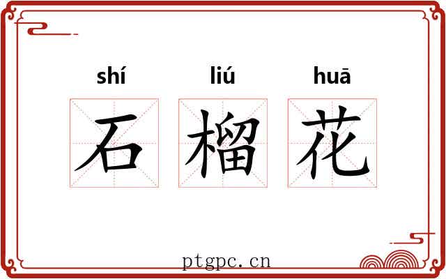 石榴花 石榴花