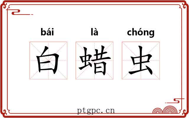 白蜡虫 白蜡虫