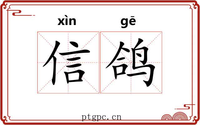 信鸽 信鸽