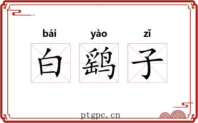 白鹞子 白鹞子