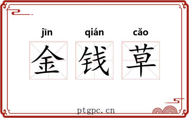 金钱草 金钱草