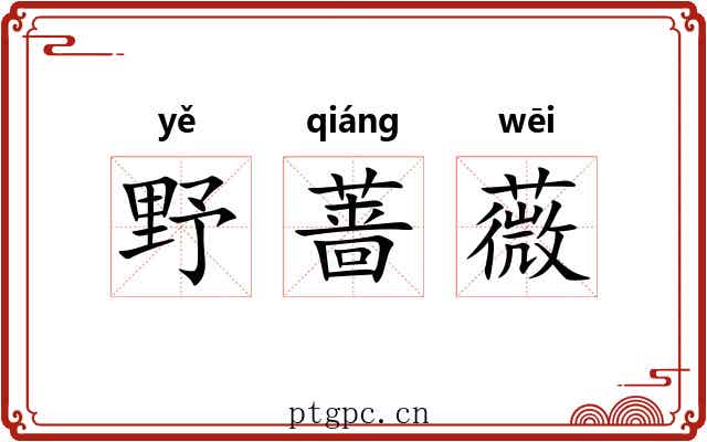 野蔷薇 野蔷薇