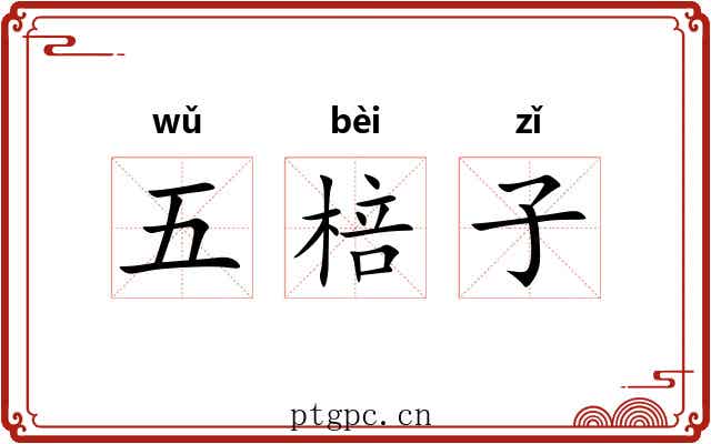 五棓子 五棓子