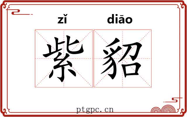 紫貂 紫貂
