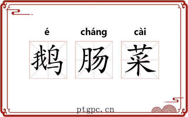 鹅肠菜