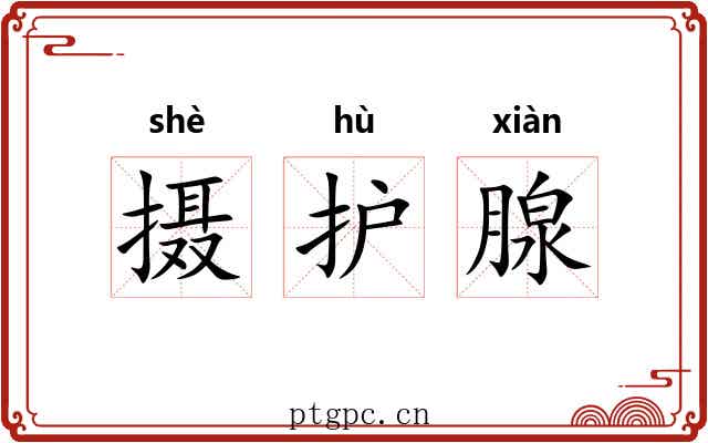 摄护腺 摄护腺