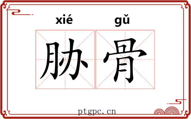 胁骨 胁骨