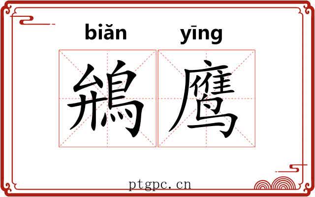 鴘鹰