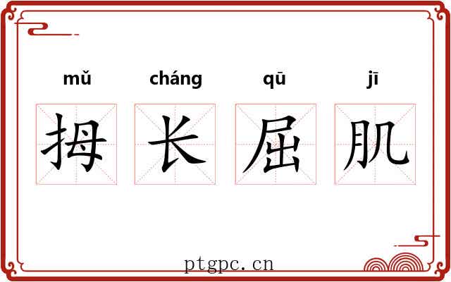 拇长屈肌 拇长屈肌
