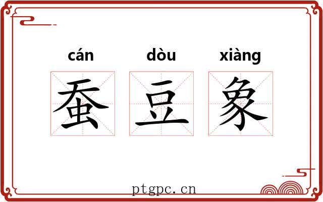 蚕豆象 蚕豆象