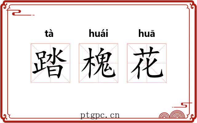 踏槐花 踏槐花