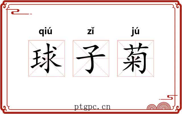 球子菊 球子菊