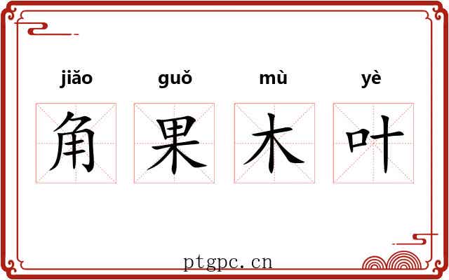 角果木叶 角果木叶