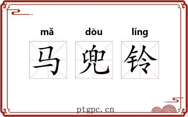 马兜铃 马兜铃