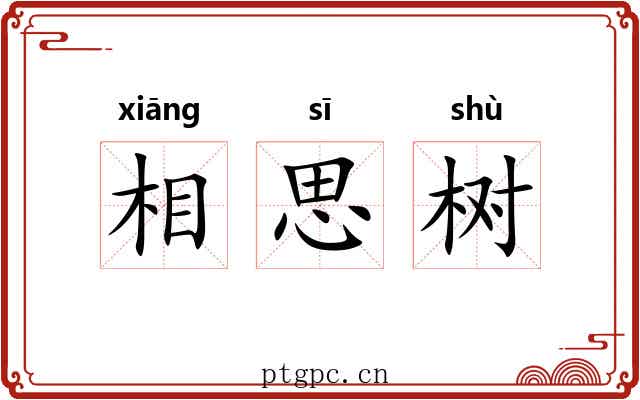 相思树 相思树